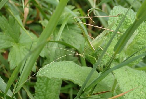 Tylopsis lilifolia